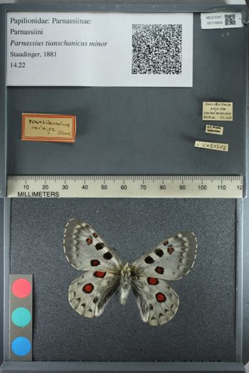 Media type: image;   Entomology 174859